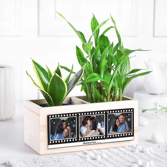 Lucky Plant Organiser Gift