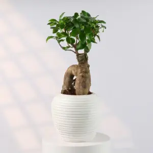 Zen Bonsai Planter