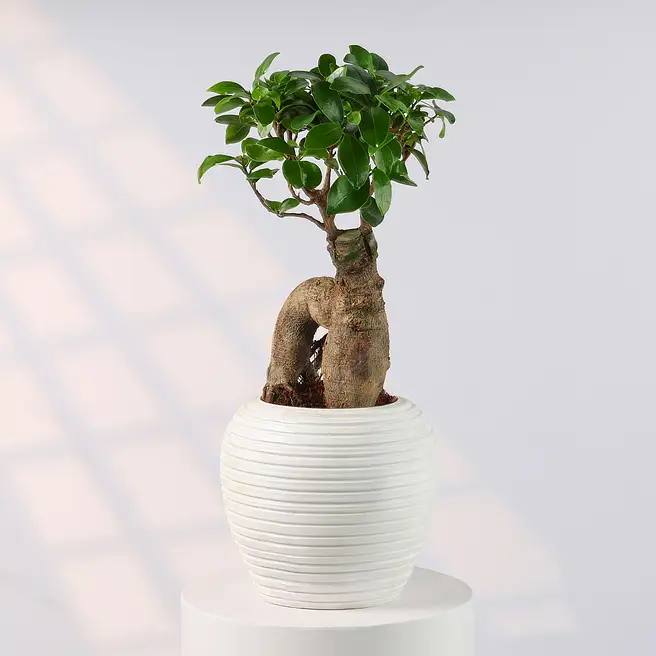 Zen Bonsai Planter